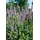 PlantaPro Agastache rugosa 'Black Adder' 11x11 cm Topf – Winterhart, Mehrjährig, Pflegeleicht – Duftnessel – Beetstaude für Garten & Rabatte