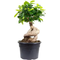 Chinesische Feige -  Bonsai-Style mit Ficus Ginseng - ca. 35 cm hoch, Topf-Ø 17 cm