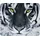 Silent Monsters Mauspad 36 x 25 cm Tiger