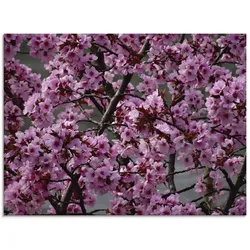 Glasbild ARTLAND "Japanische Zierkirschen Blüte", pink (farbe bild(er): pink), B:60cm H:45cm, Bilder, in verschiedenen Größen