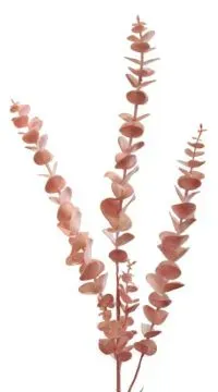 Eucalyptus Zweig 82cm rosa