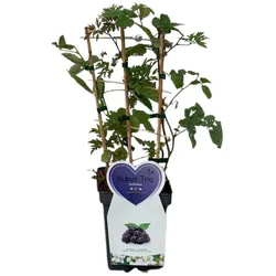 Brombeeren-Trio - schwarz