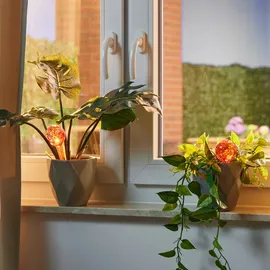 Relaxdays Bewässerungskugeln Glas 4er Set HxD 15 x 6 cm rot