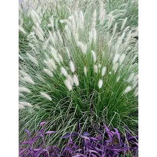Stauden Gänge 3 x Pennisetum alopecuroides Lampenputzergras winterhart