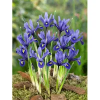 Pflanzen Für Dich Iris reticulata Harmony ca. 9x9 cm