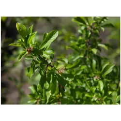 Prunus spinosa, Schlehdorn, 40–60 cm, dornig, heimisch