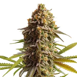 Wedding Cake Cannabissamen 3 Stück