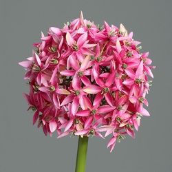 Kunstblume Allium - pink