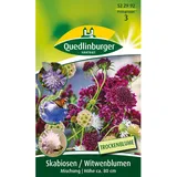 Quedlinburger Skabiose Witwenblume ''Mischung''