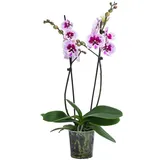 Dehner Schmetterlingsorchidee - Phalaenopsis cultivars 'Aladdin', Pink, Weiß