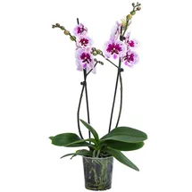 Dehner Schmetterlingsorchidee - Phalaenopsis cultivars 'Aladdin', Pink, Weiß