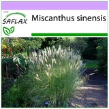 Saflax - Gräser-Bambus-Chinaschilf - 200 Samen - Miscanthus sinensis