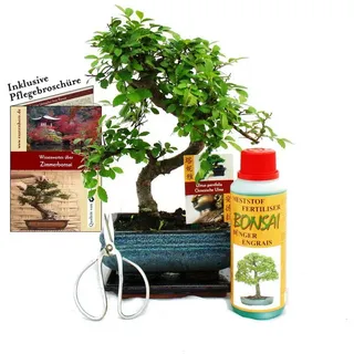 EXOTENHERZ Geschenkset Bonsai "Ulmus" Chinesische Ulme ca. 6 Jahre alt Anfänger-Set