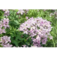 Pflanzen Für Dich Campanula lactiflora 'Loddon Anne' Glockenblume, zartrosa,
