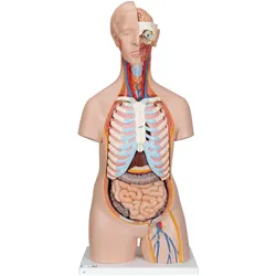 Klassik Torso Modell, geschlechtsneutral, 16-teilig - 3B Smart Anatomy