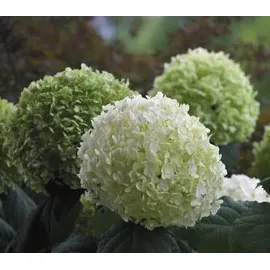 Dehner Schneeball-Hortensie Zierstrauch 40-50 cm