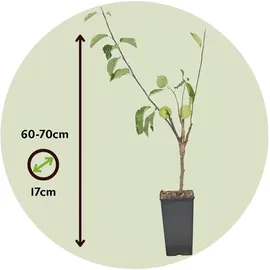 Plant in a Box - Apfelbaum mit 3 Apfelsorten in einem Baum Höhe 60-70 cm - Topf 17cm