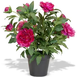 Pfingstrosen - Paeonia Kunstpflanze pink