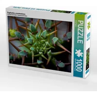 Calvendo Euphorbia avasmontana Puzzle