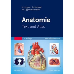 Anatomie