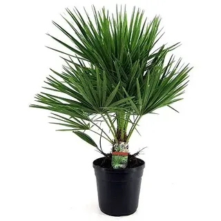 PFLANZENFREUND grüne Zwergpalme winterhart Topfgröße Ø 21cm 1 Pflanze