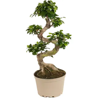 Plant in a Box S-Shape Ginseng - Ficus microcarpa Ginseng Baum - Topf 20cm - Höhe 55-65cm