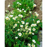 Pflanzen Für Dich Potentilla rupestris, Fingerkraut, weiß, ca. 9x9