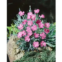 Pflanzen Für Dich Dianthus gratianop.'Blaureif' p 0,5