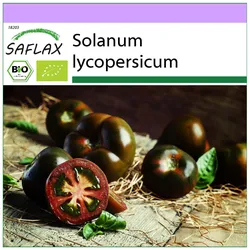 SAFLAX - Bio - Tomate - Schwarzkirsche - 10 Samen - Solanum lycopersicum