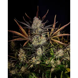 Fast Buds Apple Strudel Auto Fem 3St.