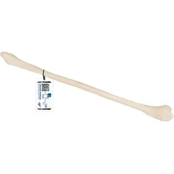 Wadenbein Knochen Modell - 3B Smart Anatomy