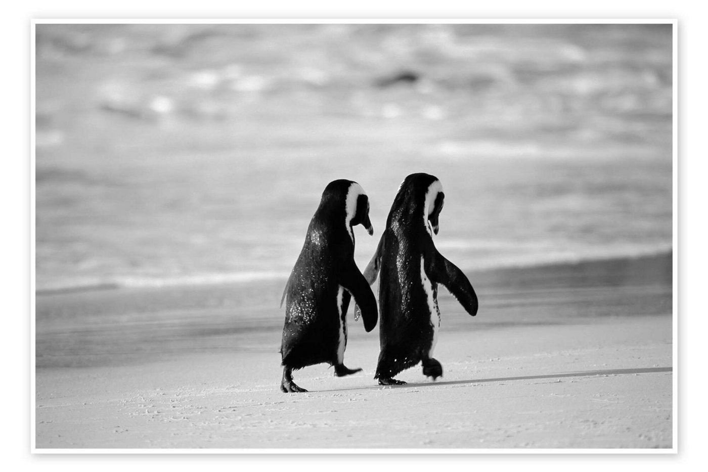 Posterlounge Poster Stuart Westmorland, Pinguine gehen Hand in Hand, Wohnzimmer Maritim Fotografie schwarz
