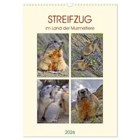 Calvendo STREIFZUG im Land der Murmeltiere (Wandkalender 2026 DIN
