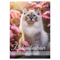 Calvendo Pfotenabenteuer - Ragdolls in der Natur (Wandkalender 2026