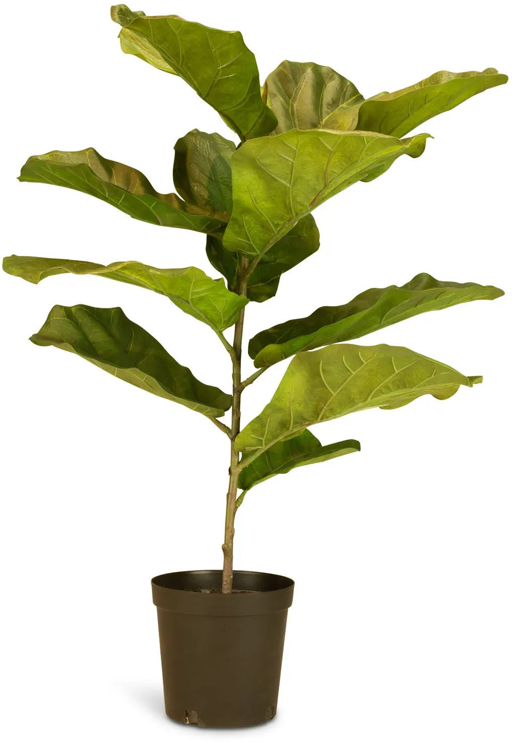 Hochwertige Geigenfeige Ficus Lyrata Kunstpflanze 99 cm