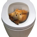 Besreey Toilettensitz Eichhörnchen | Toilettensitz Aufkleber 3D | 3D Toilettenaufkleber Mit Eichhörnchen | Toilettendeckel Eichhörnchen | Toilettendeckel Aufkleber Lustig | 20 X 25 cm