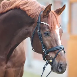 Kavalkade Everness schwarz Pony