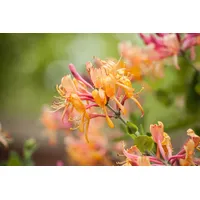 Pflanzen Für Dich Lonicera heckrottii 'America Beauty', Geißblatt, rosa-gelb,