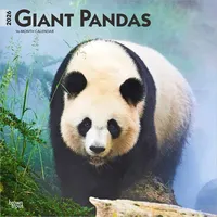 Browntrout Verlags GmbH Giant Pandas - Großer Panda -
