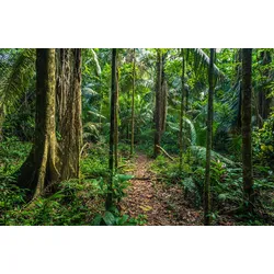Fototapete PAPERMOON "REGEN-WALD-AMAZONAS PERU MANO PARK WEG BÄUME SYDAMERIKA", bunt, B:5,00m L:2,80m, Vlies, Tapeten