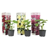 Plant in a Box - Stockrose - 3 Stk - Alcea rosea - Höhe 25-40cm - Topf 9cm
