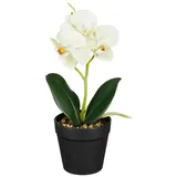 Künstliche Zimmerpflanze Phalaenopsis im Topf grün 25cm ORCHIDEE, edelman grün