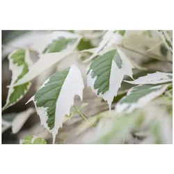 Acer negundo 'Flamingo', Eschen-Ahorn, rosa-weiß, 80–100 cm