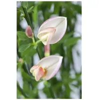 Pflanzen Für Dich Cytisus praecox 'Zeelandia', Besenginster, cremeweiß, 60–80