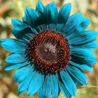 Saterkali Sonnenblumenkerne, 50 Stück/Beutel Sonnenblumenkerne Pflanze im Frühling Sonnenschein bevorzugen blaue Blumen Sonnenblumenkerne für den Balkon Sonnenblumenkerne