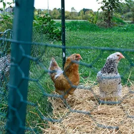 EXCOLO Hasendraht grün 50cm, x 25m, Sechseckdraht Draht Vogelschutz Kaninchendraht 13mm)