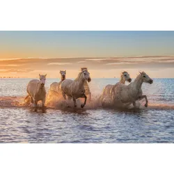 Fototapete PAPERMOON "Photo-Art ANTONI FIGUERAS BARRANCO, CAMARGUE-PFERDE II", bunt, B:5,00m L:2,80m, Vlies, Tapeten