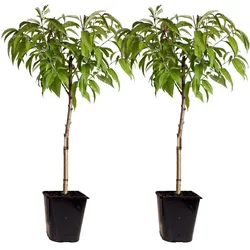 Plant in a Box - Pfirsichbaum - 2 Stk - Prunus Bonanza, Saturne - Höhe 60-70cm - Topf 15cm