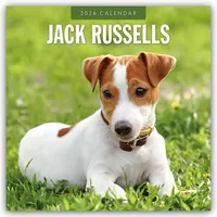 Brown trout-auslieferer flechsig Jack Russells - Jack Russell Terrier