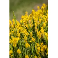 Pflanzen Für Dich Genista sagittalis, Flügelginster, 30–40 cm